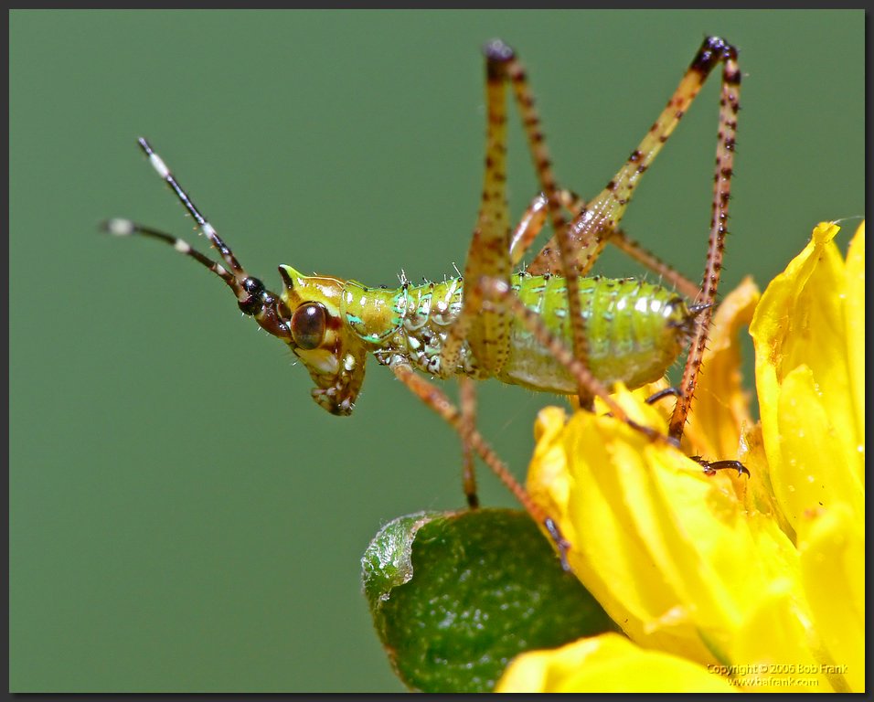 green_bug2.jpg