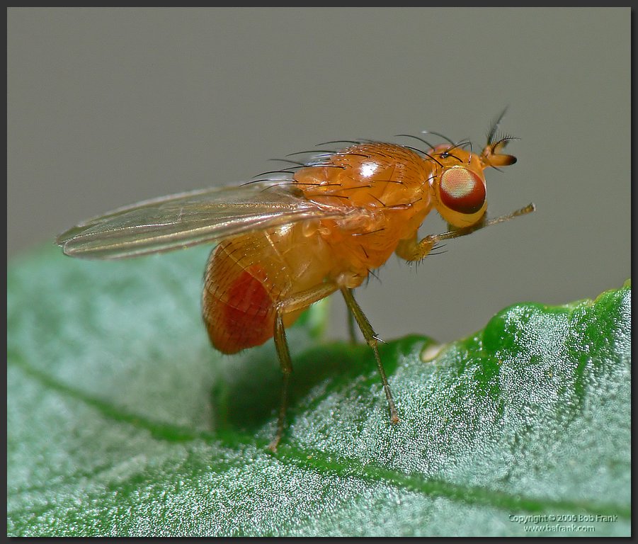 orange_fly.jpg