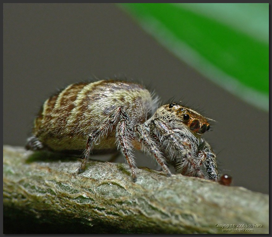 spider.jpg