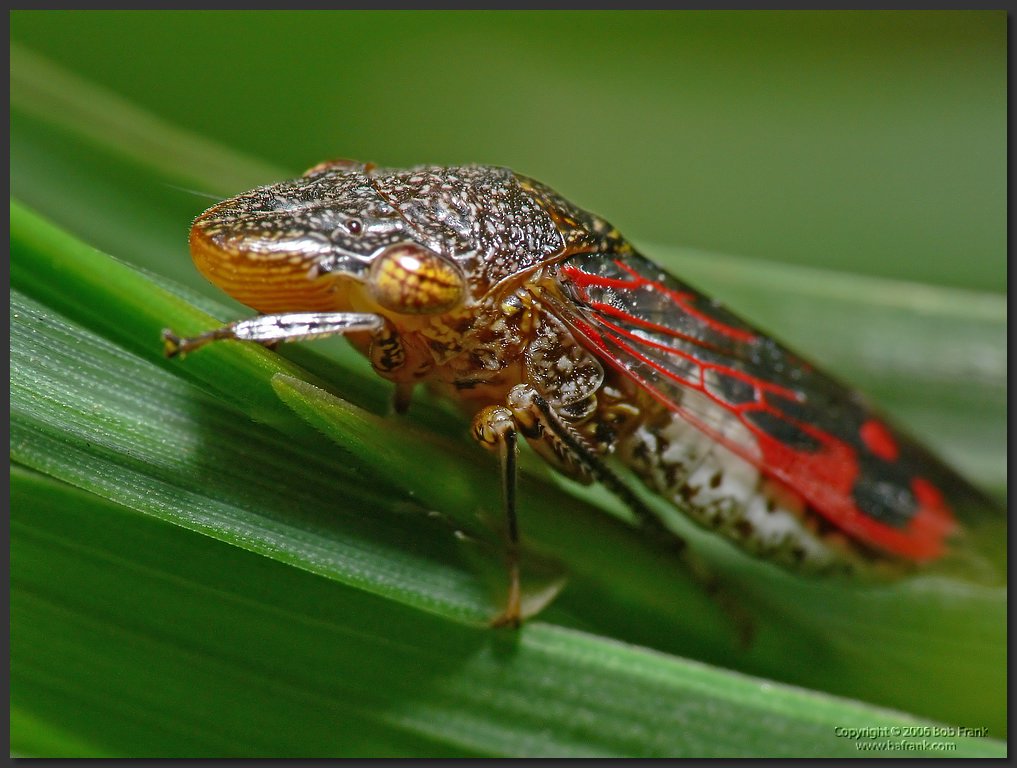 ugly_bug.jpg