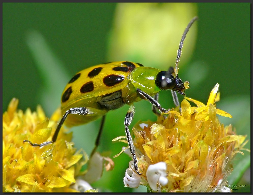 yellow_Bug3.jpg