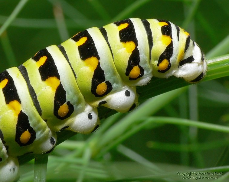 P1150020_cp.jpg