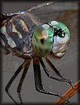P1160075_cp.jpg