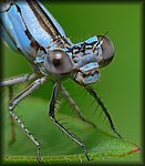 P1160158_fnl_cp.jpg