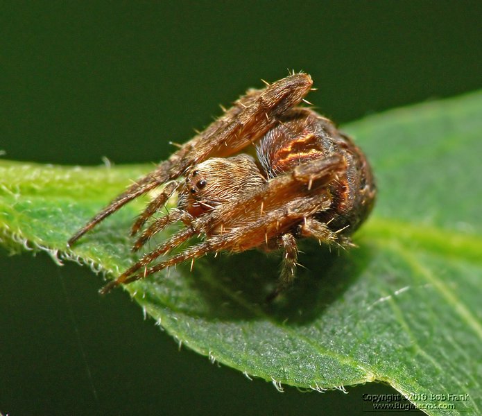 Spider2.jpg