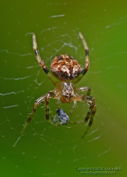 Tiny_Spider2.jpg