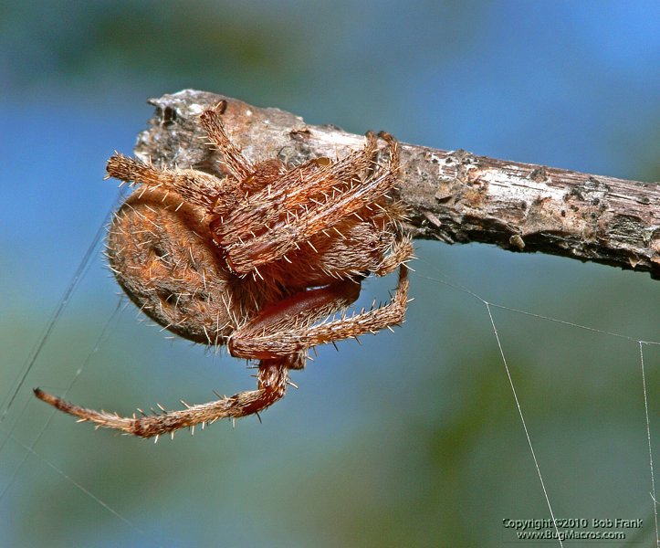 red_Spider2.jpg