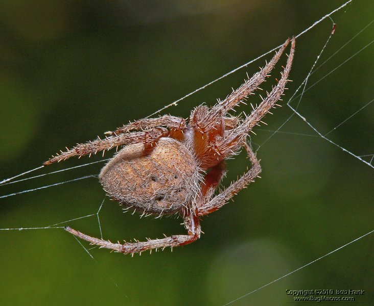 red_spider3.jpg