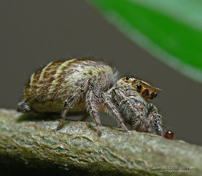 spider.jpg