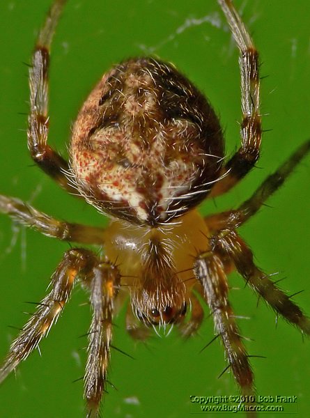 tiny_Spider1_crop.jpg