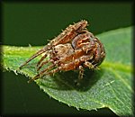 Spider2.jpg