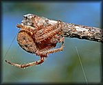 red_Spider2.jpg