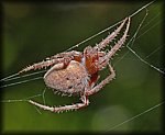 red_spider3.jpg