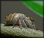 spider.jpg