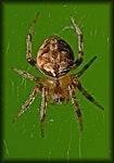 tiny_Spider1.jpg