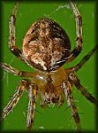 tiny_Spider1_crop.jpg