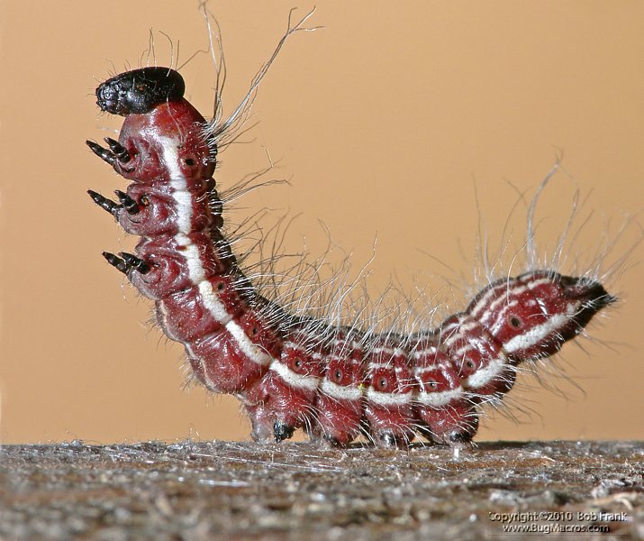 Catipillar_cs2.jpg