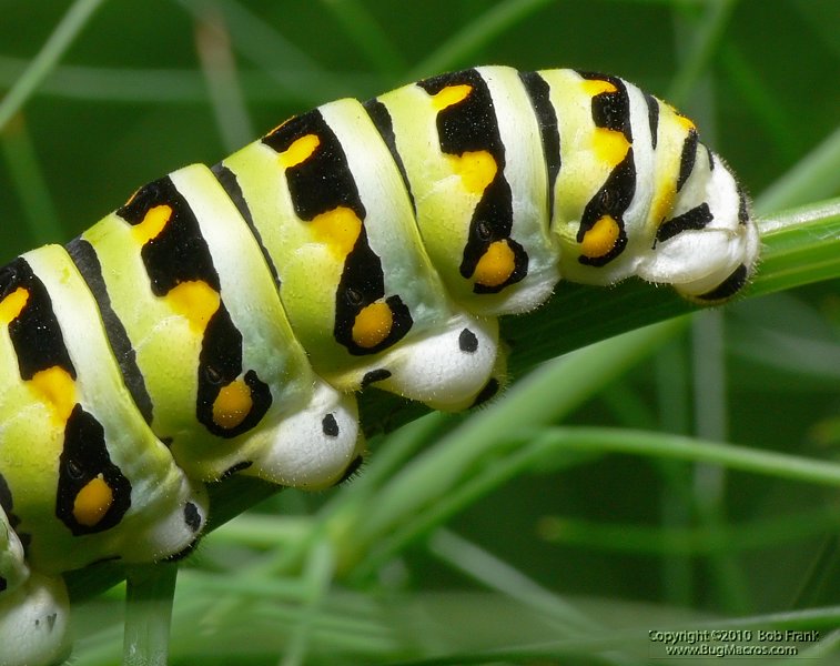 P1150020_cp.jpg