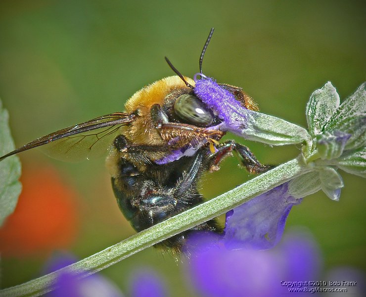 bee.jpg