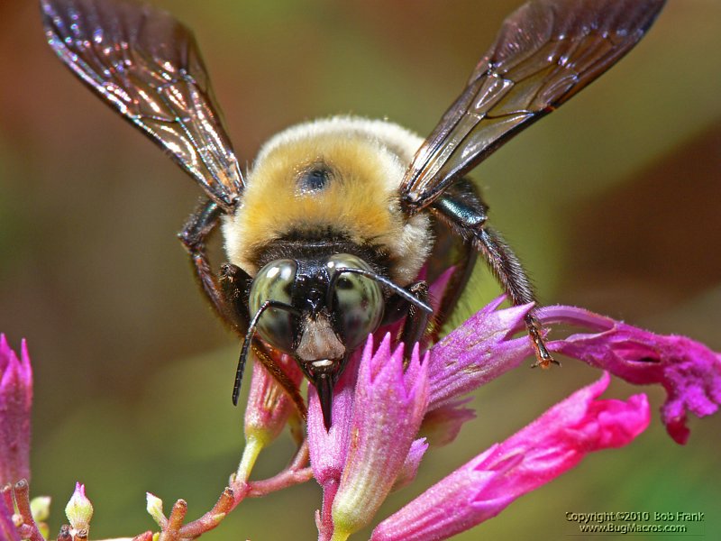 bee1.jpg