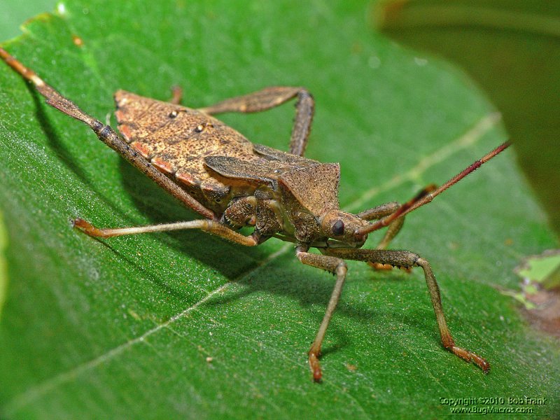 stink_bug2.jpg