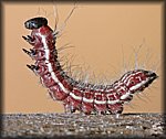 Catipillar_cs2.jpg