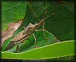 Stink_Bug1.jpg