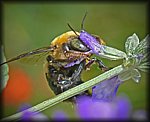 bee.jpg