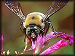 bee1.jpg