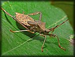 stink_bug2.jpg