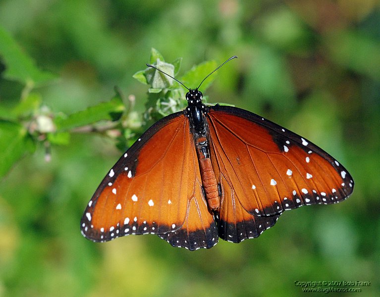 DSC_1743.jpg