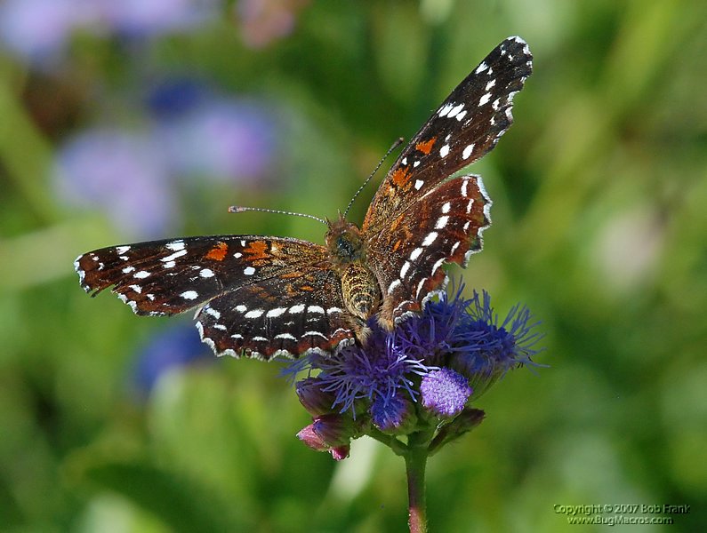 DSC_1764.jpg
