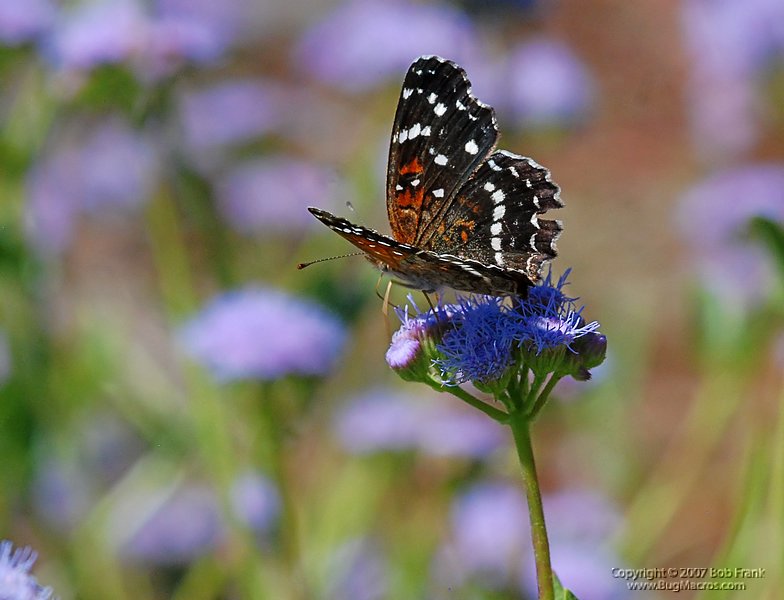 DSC_1767.jpg