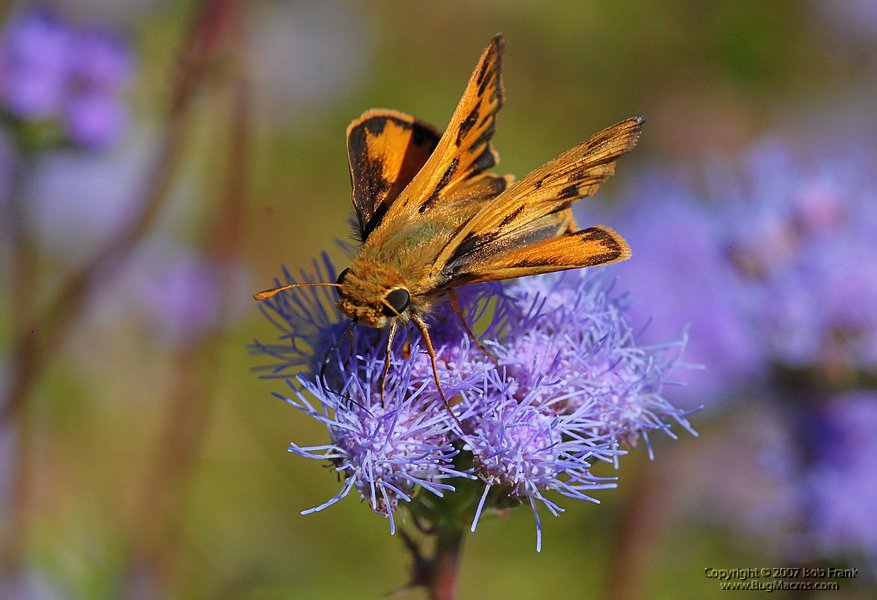 DSC_1777.jpg