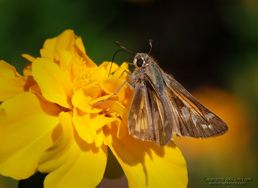 DSC_2166.jpg