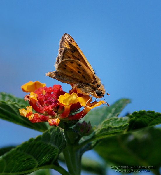 DSC_2217.jpg
