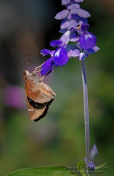 DSC_2232.jpg
