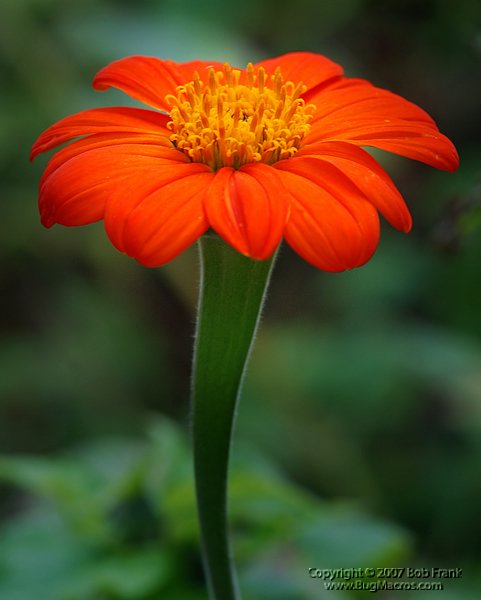 DSC_2363.jpg