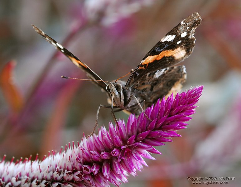 DSC_2423.jpg