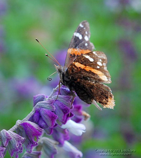 DSC_2489.jpg
