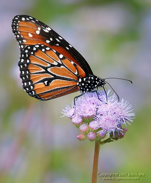 DSC_2529.jpg
