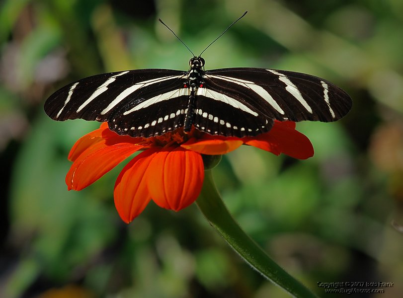 DSC_2688.jpg