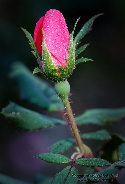 DSC_2819.jpg
