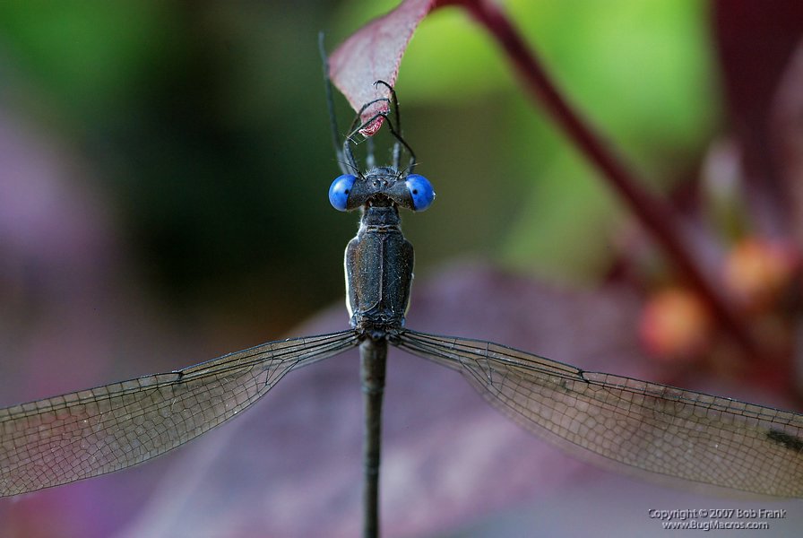 DSC_2943.jpg