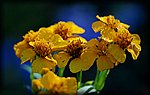 DSC_1623.jpg