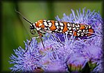 DSC_1689.jpg