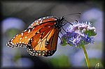 DSC_1735.jpg