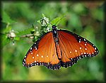 DSC_1743.jpg