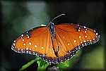 DSC_1748.jpg
