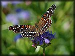 DSC_1764.jpg